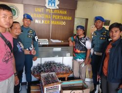 73 Ekor Burung Sampiri (Nuri Talaud) Berhasil Diamankan Oleh Satgas Gakkumla Lantamal Vlll dan Satgas Celebes BAIS TNI Sulut di Pelabuhan Manado