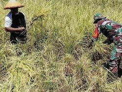 Bantu Petani Panen Padi Di Wilayah Desa Binaan, Babinsa Koramil 1301-08/Tabukan Tengah Minta Petani Terus Berinovasi