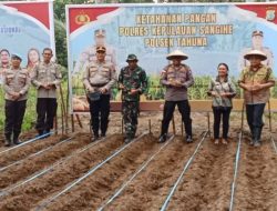 Kodim 1301/Sangihe Menghadiri Penanaman Dan Panen Raya Jagung Di Kecamatan Tahuna Barat